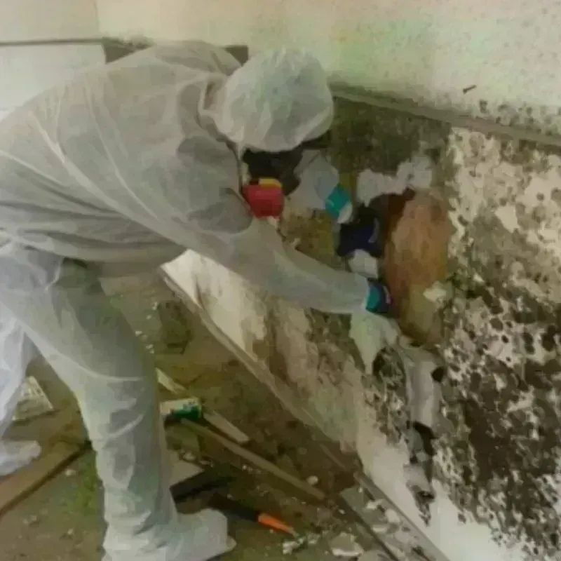 Mold Remediation and Removal in Foster City, CA